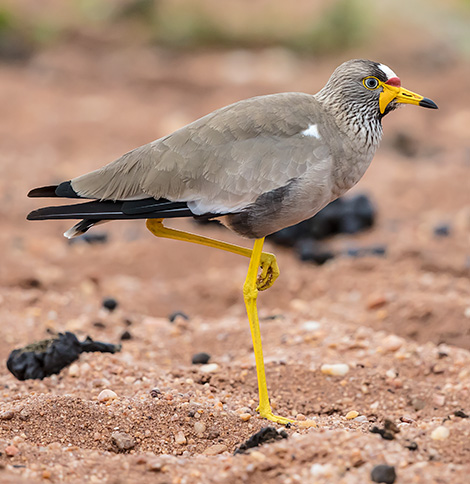 African Wattled Lapwing